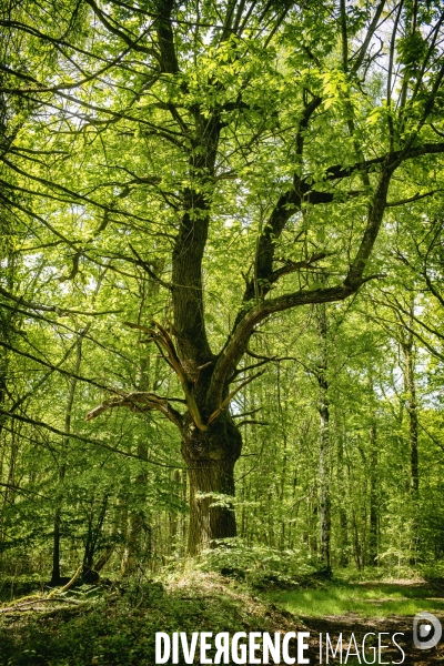 Dans la forêt