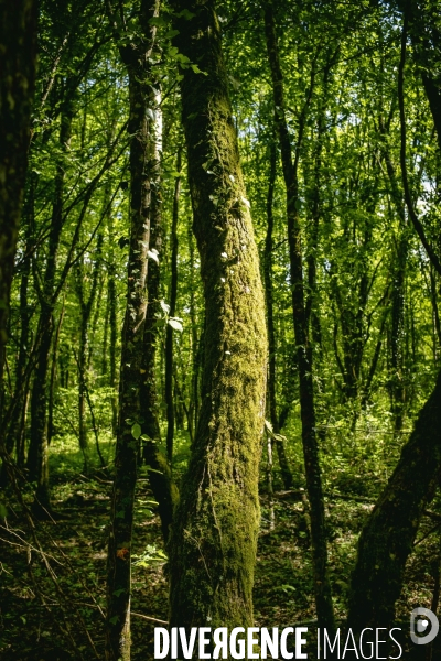 Dans la forêt