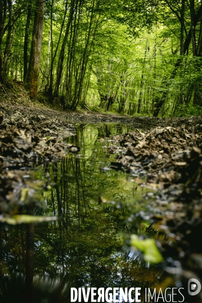 Dans la forêt