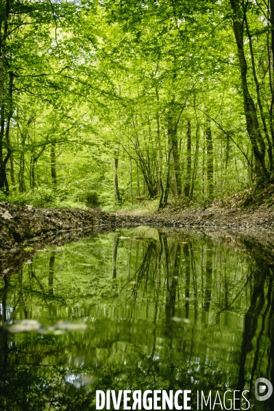 Dans la forêt