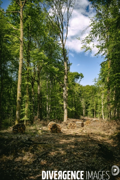 Dans la forêt