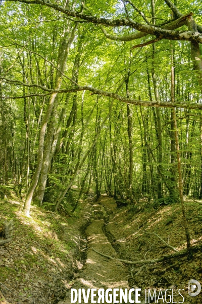 Dans la forêt