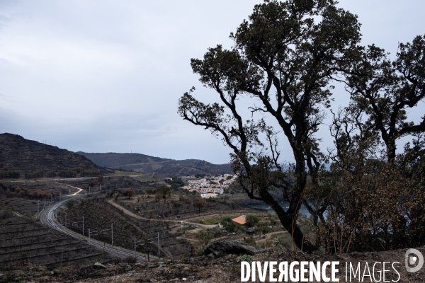 Illustrations après l incendie de Cerbère