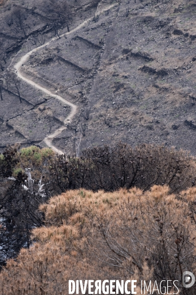 Illustrations après l incendie de Cerbère