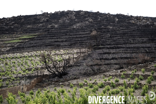 Illustrations après l incendie de Cerbère