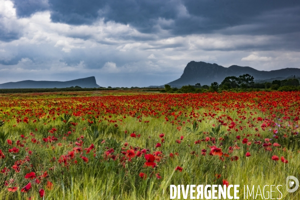 Trail au Pic Saint-Loup
