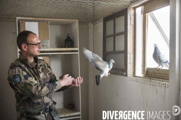 Dernier colombier militaire d europe, sur le mont valerien.