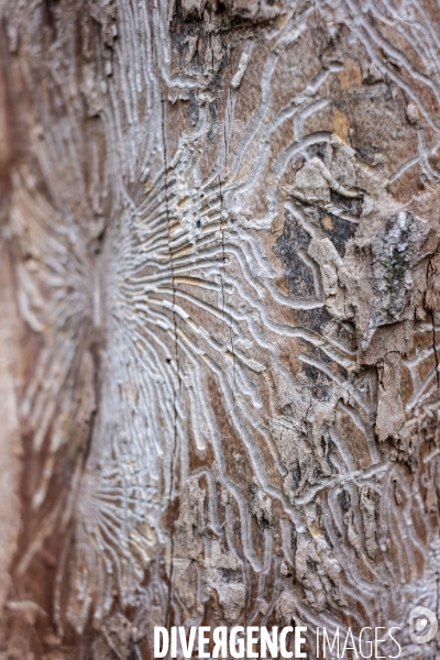 Scolytes