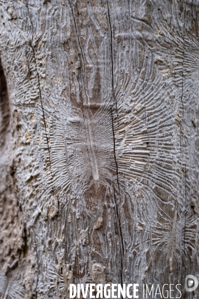Scolytes