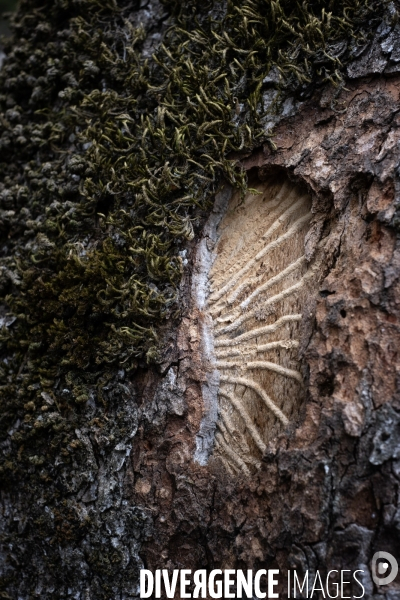Scolytes