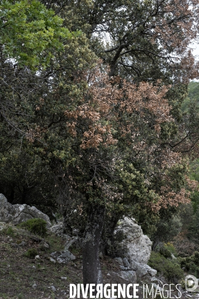 Scolytes