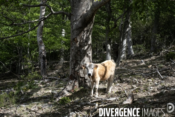 La réserve naturelle nationale de la forêt de la Massane fête ses 50 ans