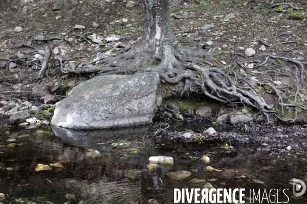 La réserve naturelle nationale de la forêt de la Massane fête ses 50 ans