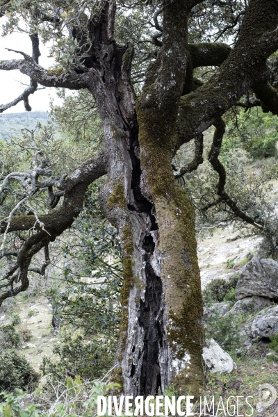 La réserve naturelle nationale de la forêt de la Massane fête ses 50 ans