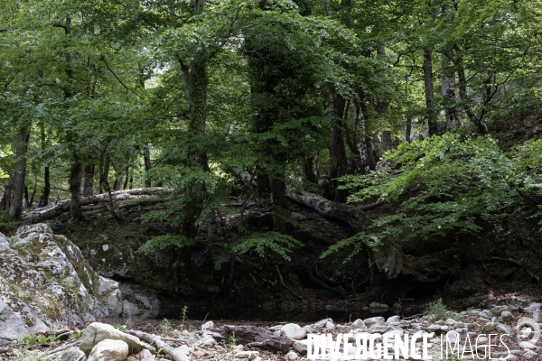 La réserve naturelle nationale de la forêt de la Massane fête ses 50 ans