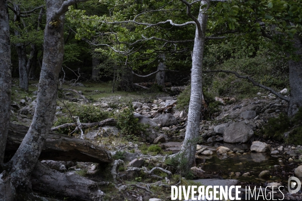 La réserve naturelle nationale de la forêt de la Massane fête ses 50 ans