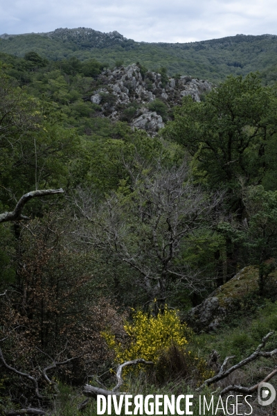 La réserve naturelle nationale de la forêt de la Massane fête ses 50 ans