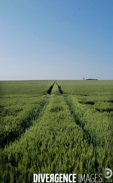 Champ de Blé