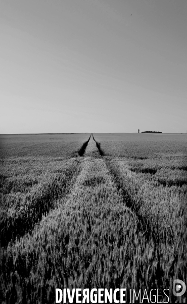 Champ de Blé