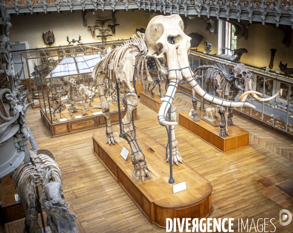 Restauration du mammouth de durfort au muséum d histoire naturelle de paris