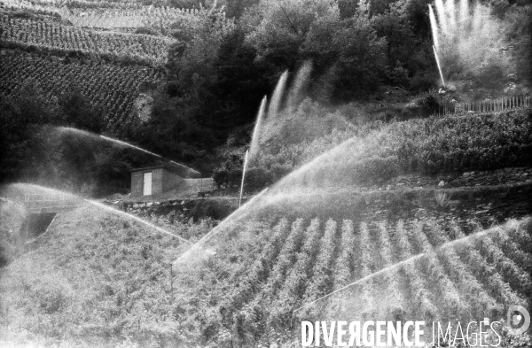 Arrosage de vignes dans le Valais