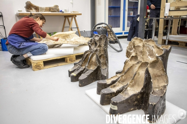 Restauration du mammouth de durfort au muséum d histoire naturelle de paris