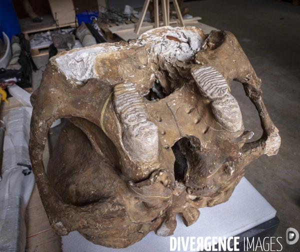 Restauration du mammouth de durfort au muséum d histoire naturelle de paris