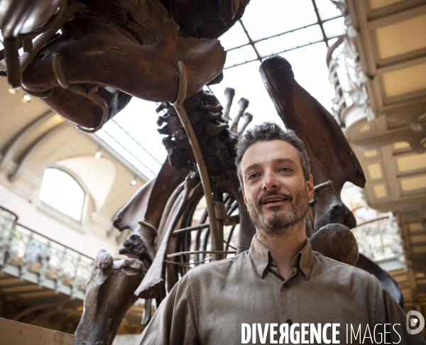 Restauration du mammouth de durfort au muséum d histoire naturelle de paris