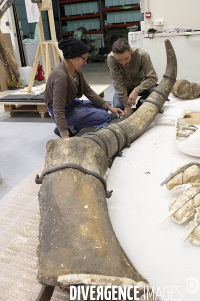 Restauration du mammouth de durfort au muséum d histoire naturelle de paris