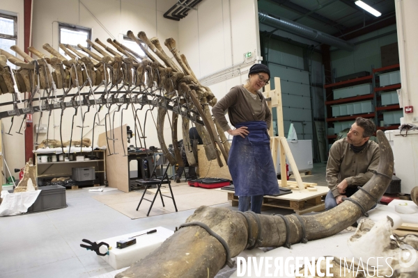 Restauration du mammouth de durfort au muséum d histoire naturelle de paris