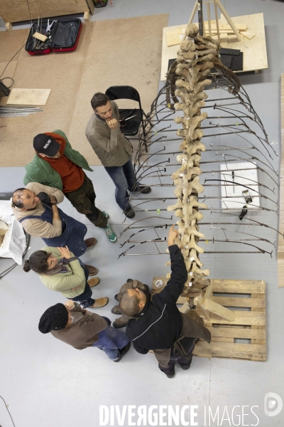 Restauration du mammouth de durfort au muséum d histoire naturelle de paris