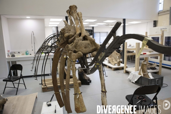 Restauration du mammouth de durfort au muséum d histoire naturelle de paris