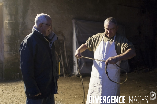 Tradition du  tue cochon  dans les Landes