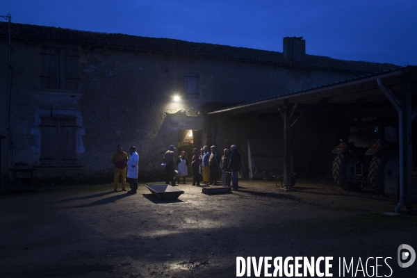 Tradition du  tue cochon  dans les Landes