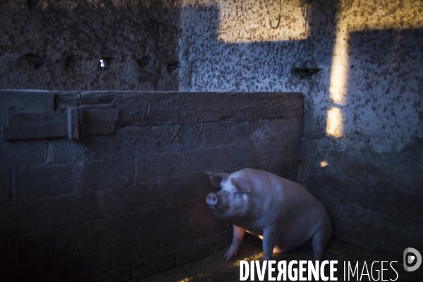 Tradition du  tue cochon  dans les Landes