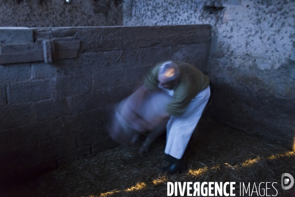 Tradition du  tue cochon  dans les Landes