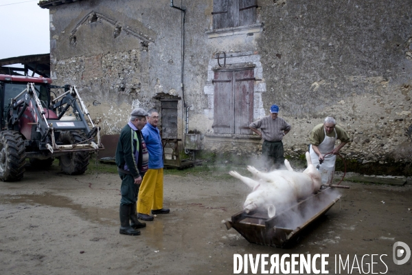 Tradition du  tue cochon  dans les Landes