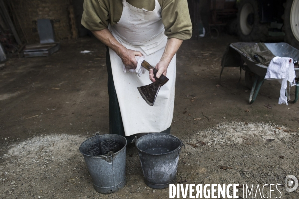 Tradition du  tue cochon  dans les Landes
