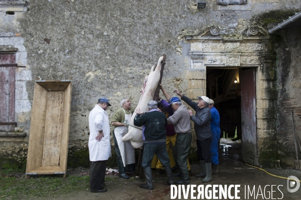 Tradition du  tue cochon  dans les Landes