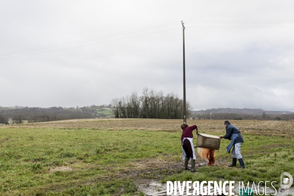 Tradition du  tue cochon  dans les Landes