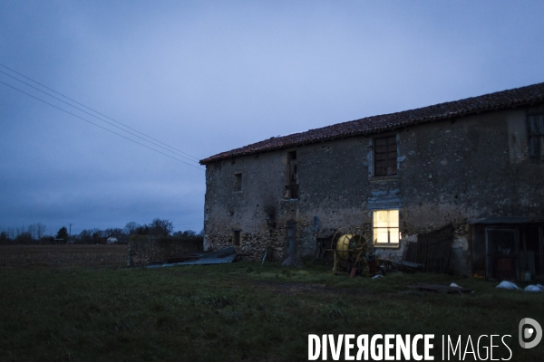 Tradition du  tue cochon  dans les Landes