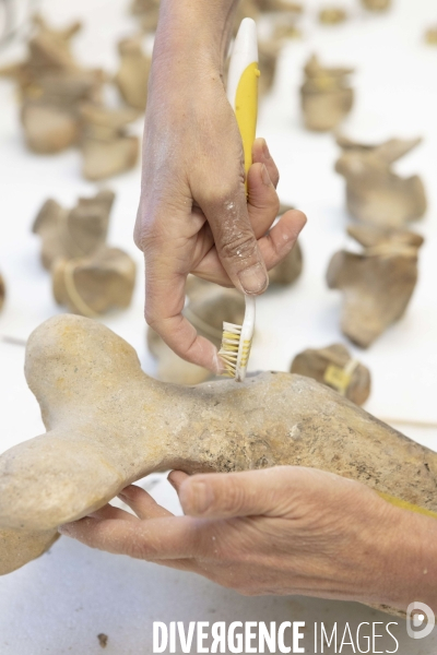 Restauration du mammouth de durfort au muséum d histoire naturelle de paris