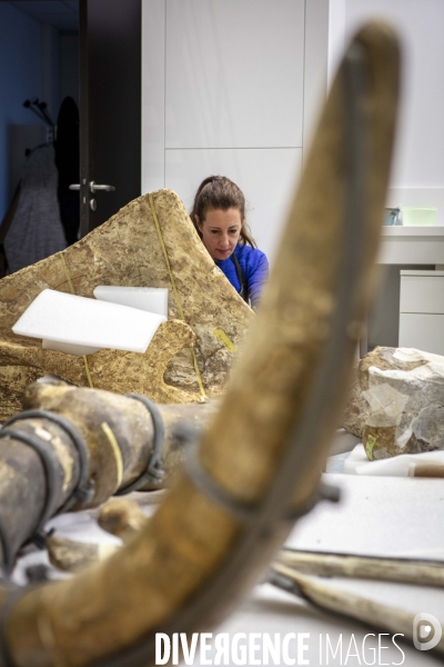 Restauration du mammouth de durfort au muséum d histoire naturelle de paris
