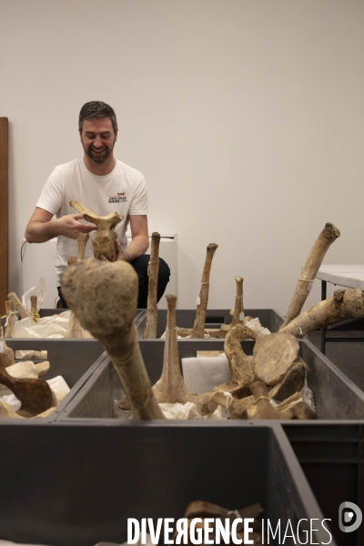 Restauration du mammouth de durfort au muséum d histoire naturelle de paris