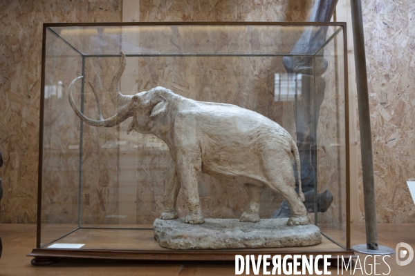 Restauration du mammouth de durfort au muséum d histoire naturelle de paris