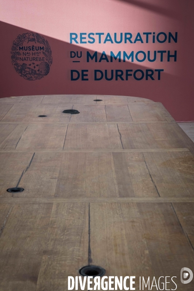 Restauration du mammouth de durfort au muséum d histoire naturelle de paris