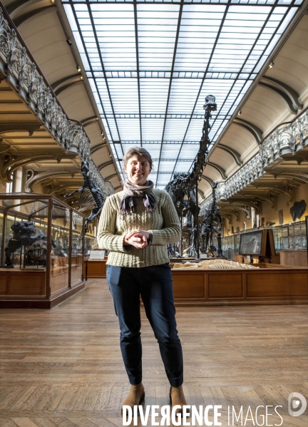 Restauration du mammouth de durfort au muséum d histoire naturelle de paris