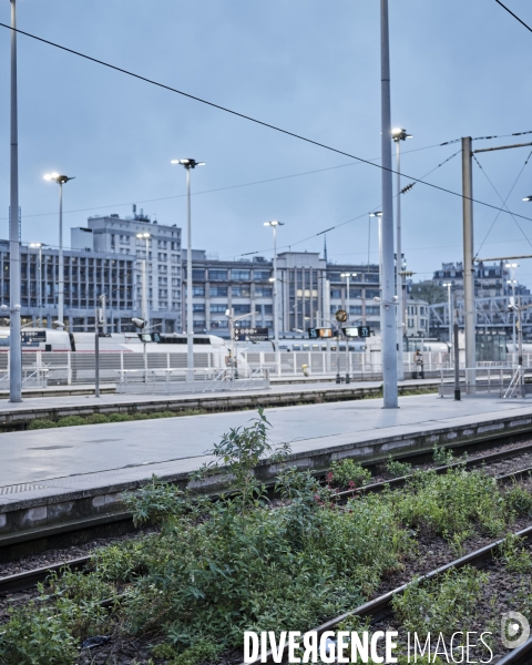 Gare du Nord, plants de sedum telephium poussant sur une voie de TER
