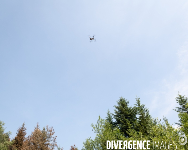 Feux de foret - Vosges