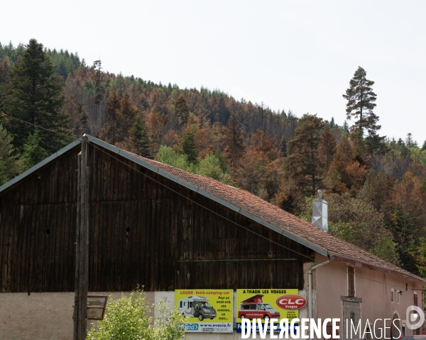 Feux de foret - Vosges
